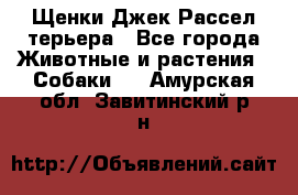 Щенки Джек Рассел терьера - Все города Животные и растения » Собаки   . Амурская обл.,Завитинский р-н